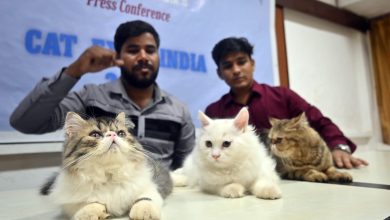 Cat show in Navi Mumbai - voice of eastern
