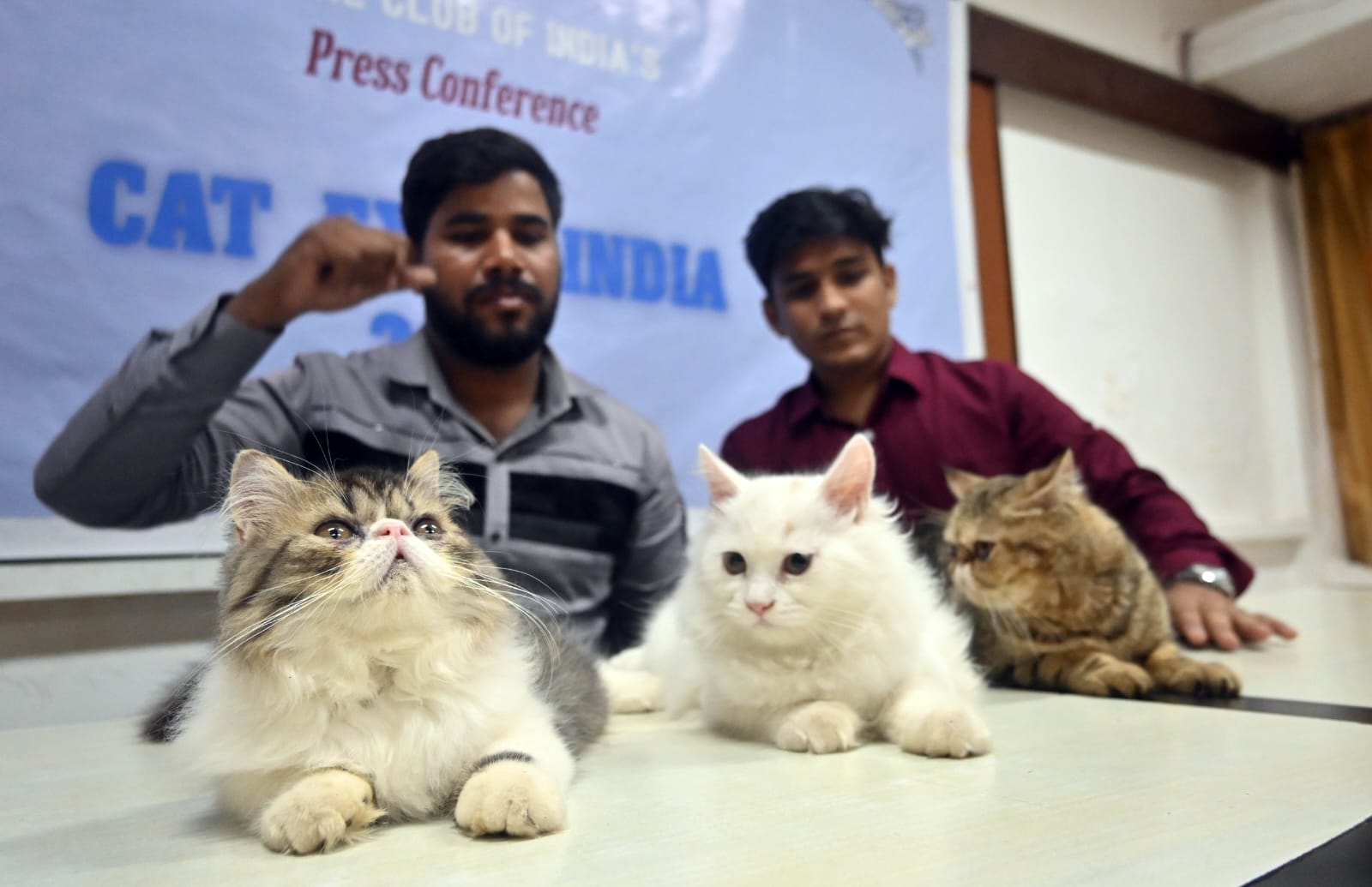 Cat show in Navi Mumbai - voice of eastern